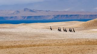 Wild Peruvian Coast
