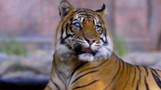 Tiger Eyes