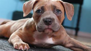Pit Bulls and Parolees