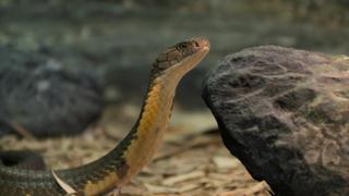 Robert, King of Cobras