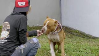 Pit Bulls and Parolees