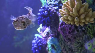 Urijah Faber's Ultimate Fish Tank