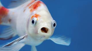 Hazards of the Sea