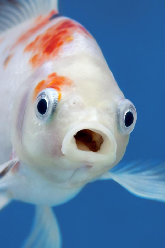 Fish Life