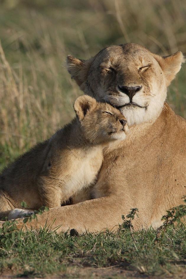 Big Cat Tales