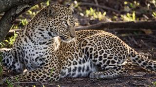 Rebirth in the Mara