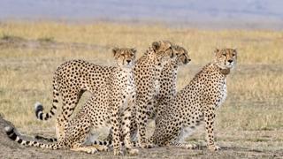 Survivors of the Savanna