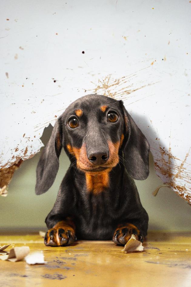Embarrassing Pets
