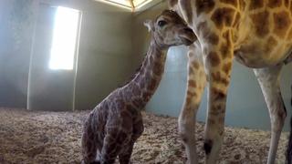 It's a Baby Giraffe!