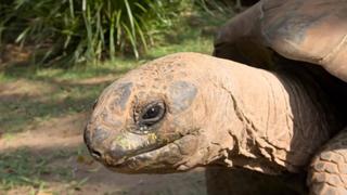 Tortoise First Date