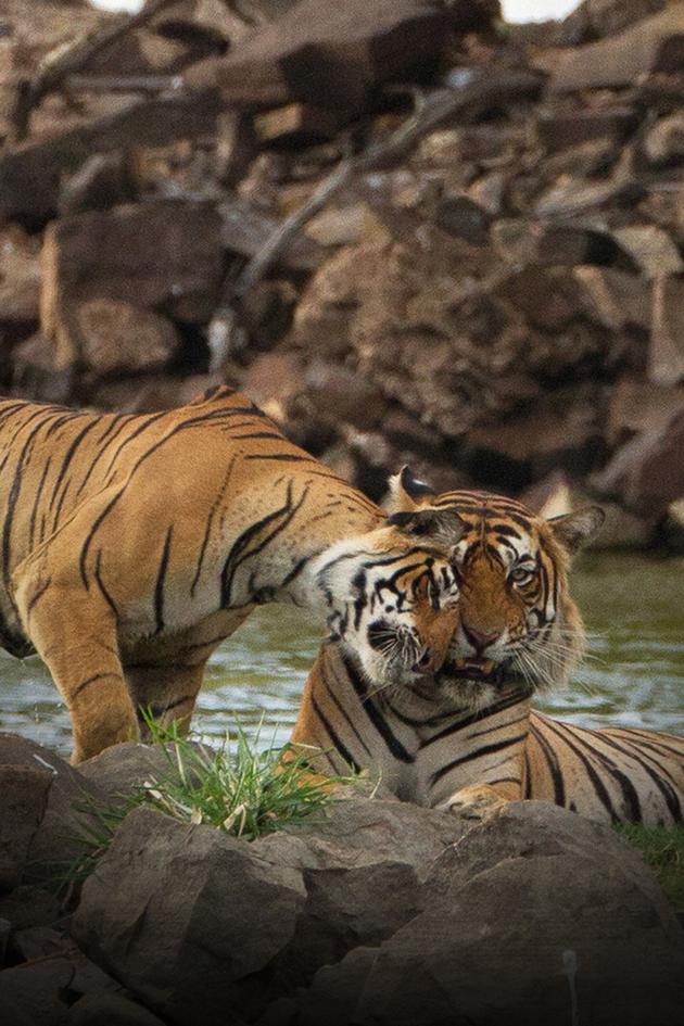 Into the Wild: India