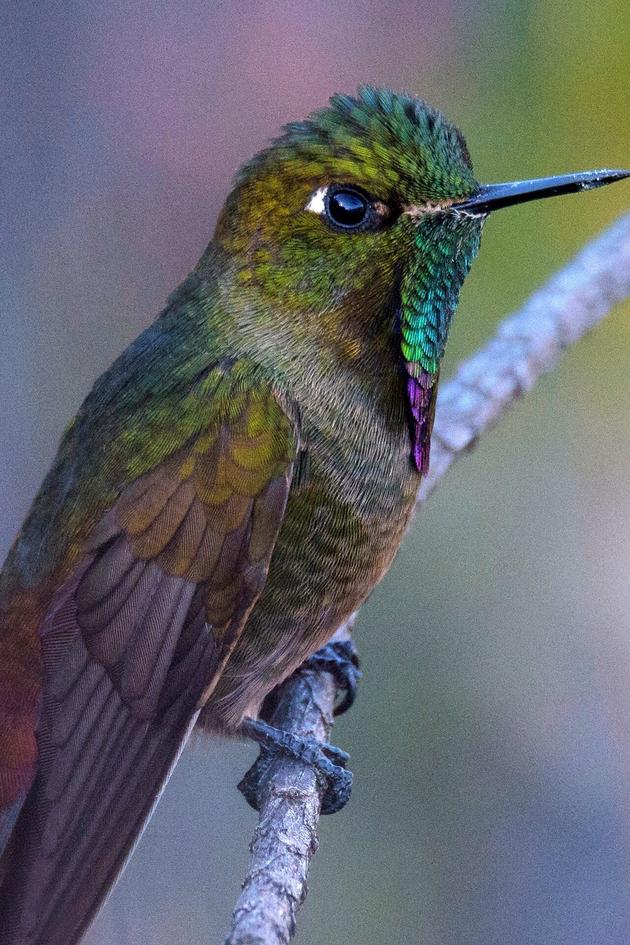 Into the Wild Colombia