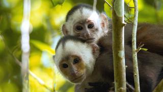 A Capuchin's Tale