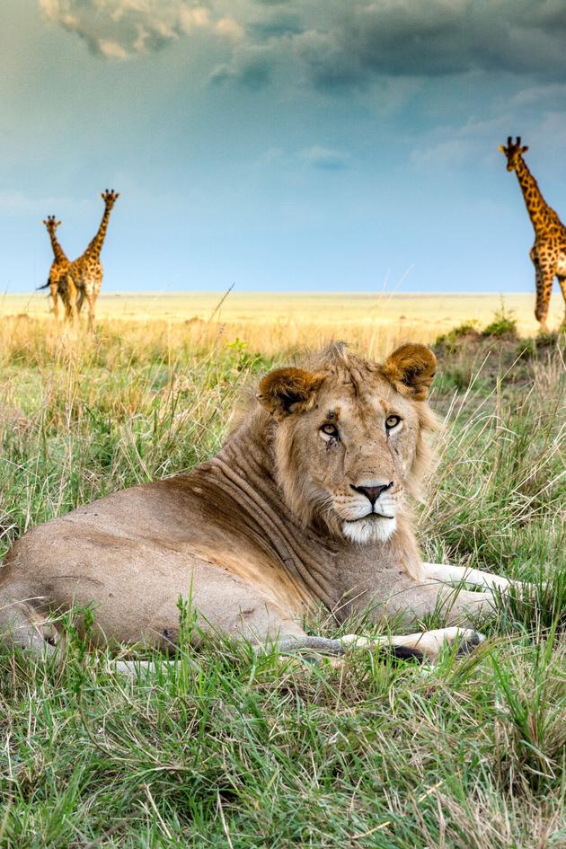 Big Cat Tales: More From the Mara Region