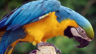 Macaw Madness