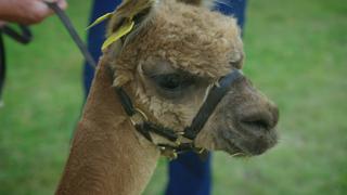 Alpaca With a Side of Attitude