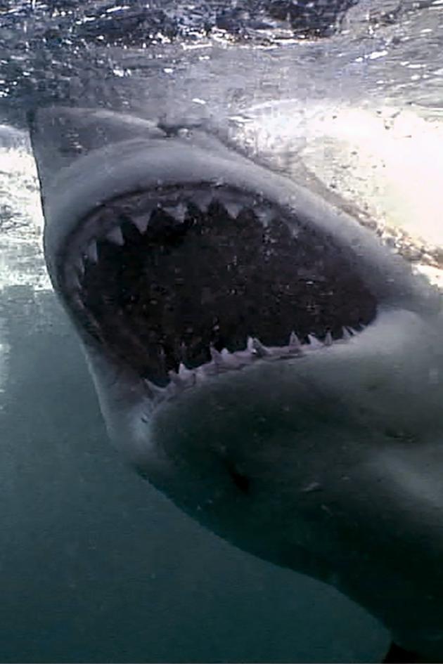 Ocean Predators