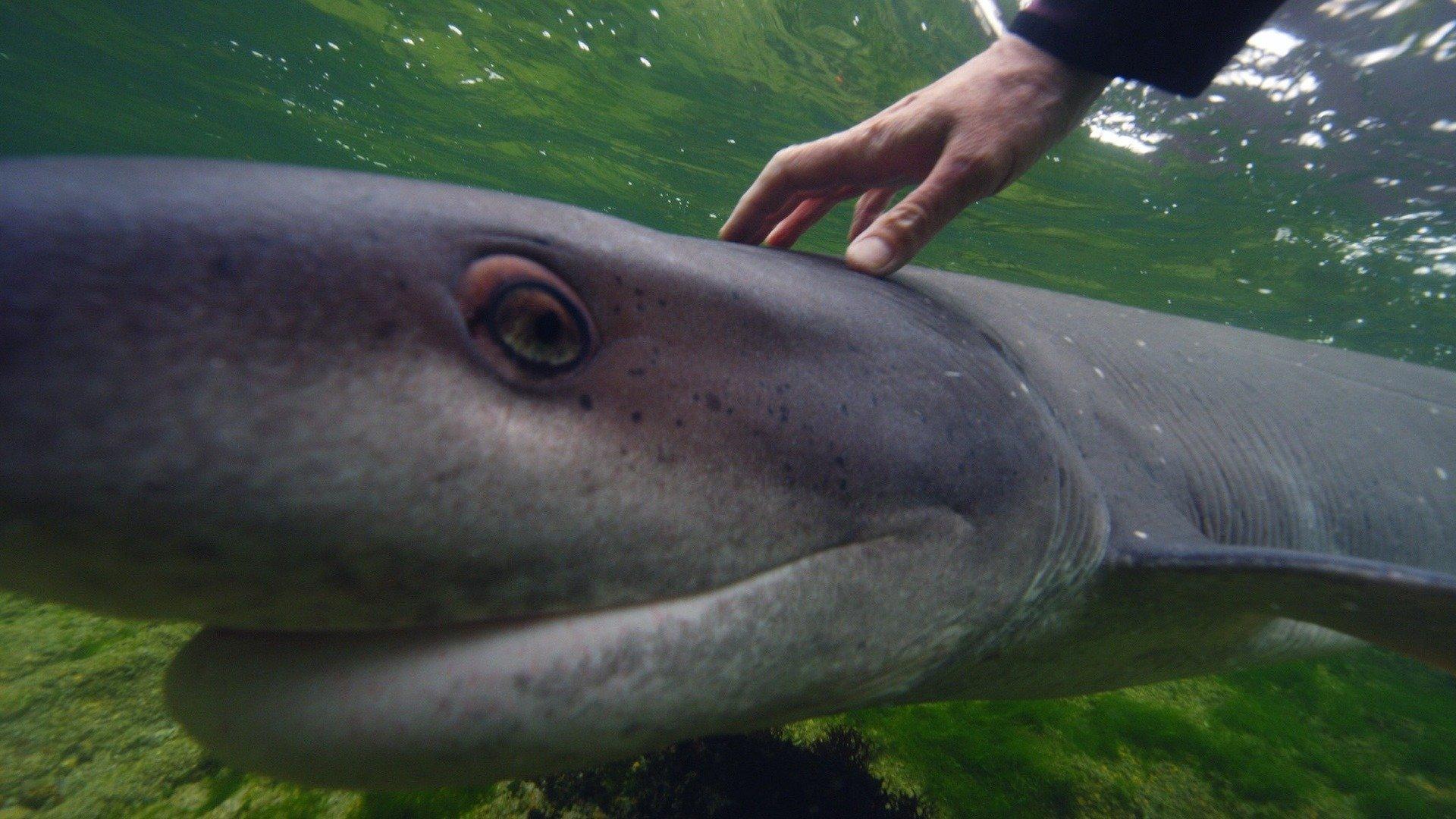 Ocean Predators: Sevengill Shark