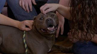 Pit Bulls and Parolees