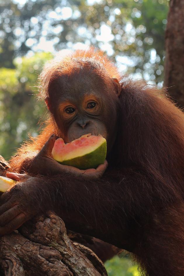 Orangutan Jungle School