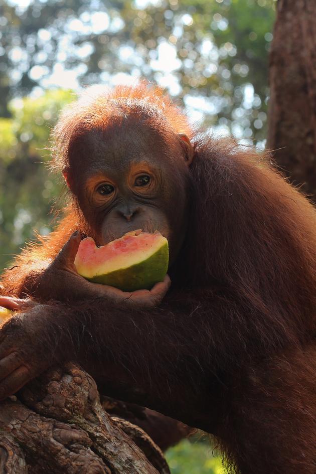 Orangutan Jungle School