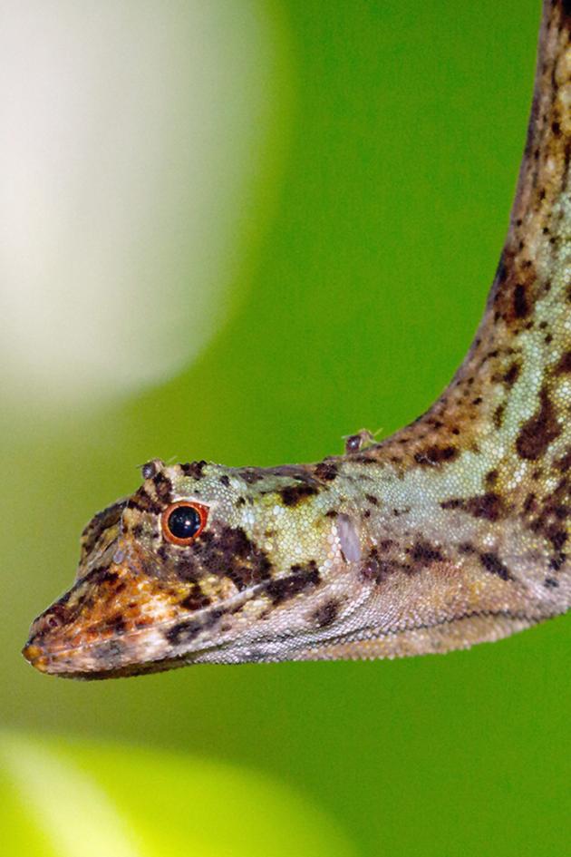 Laws of the Lizard