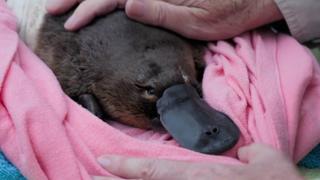 Race to Save the Platypus