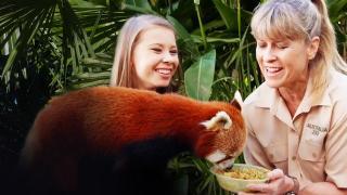 Ravi the Red Panda