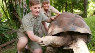 Meet the Tortoise
