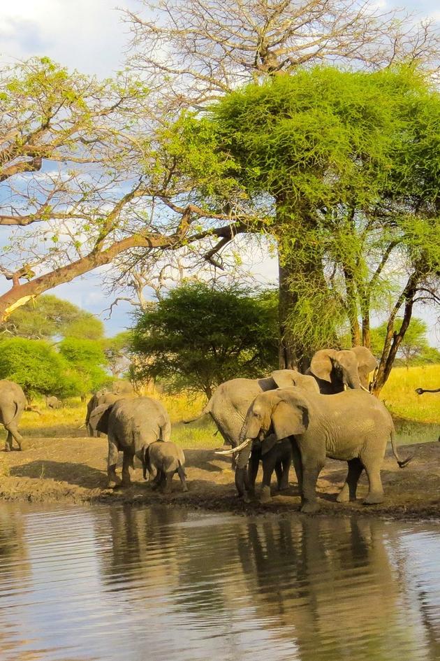 Wild Tanzania