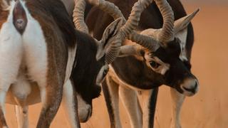 Youngsters of the Desert