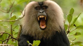 Rajan Monkey on a Mission