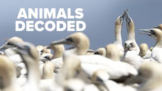 Animals Decoded