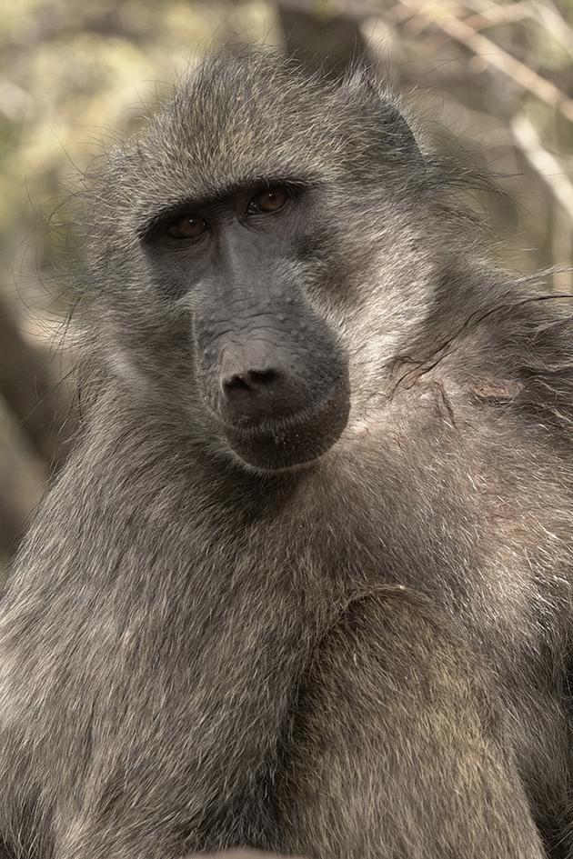 Animals Decoded