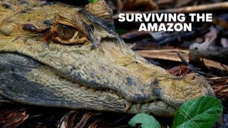 Surviving the Amazon