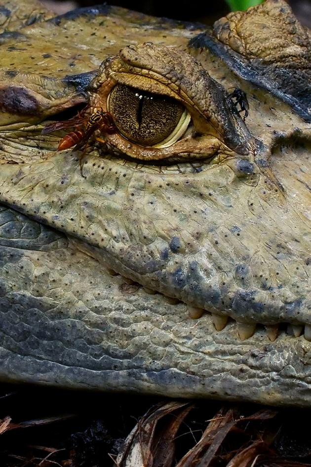 Surviving the Amazon