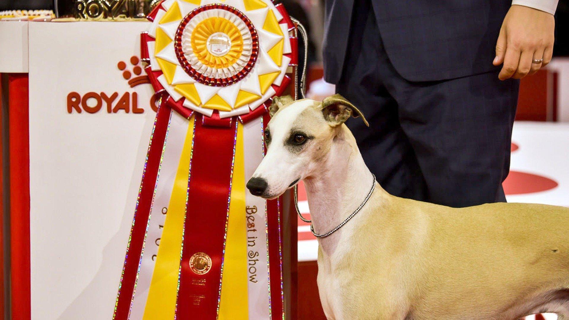 AKC National Championship Dog Show on Philo