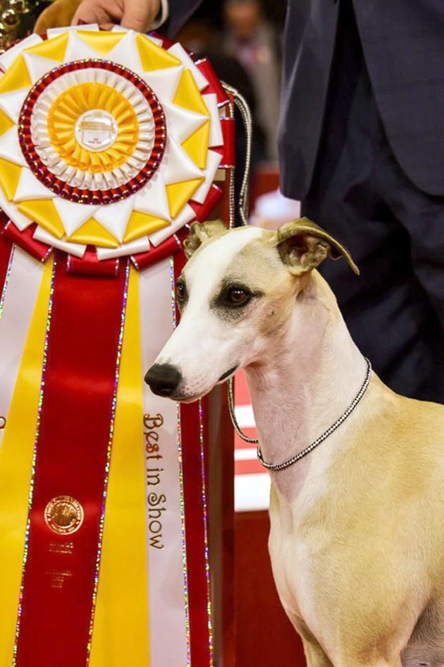 AKC National Championship Dog Show
