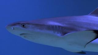 Tracy Morgan's Giant Shark Tank Revealed!