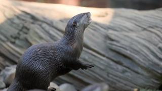 Bindi & the Otters