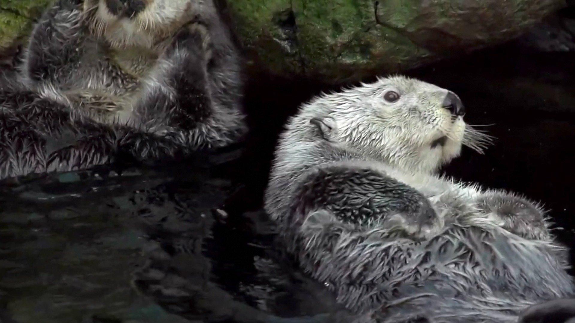 How Do Animals Do That?: Psychic Cats And Fuzzy Otters