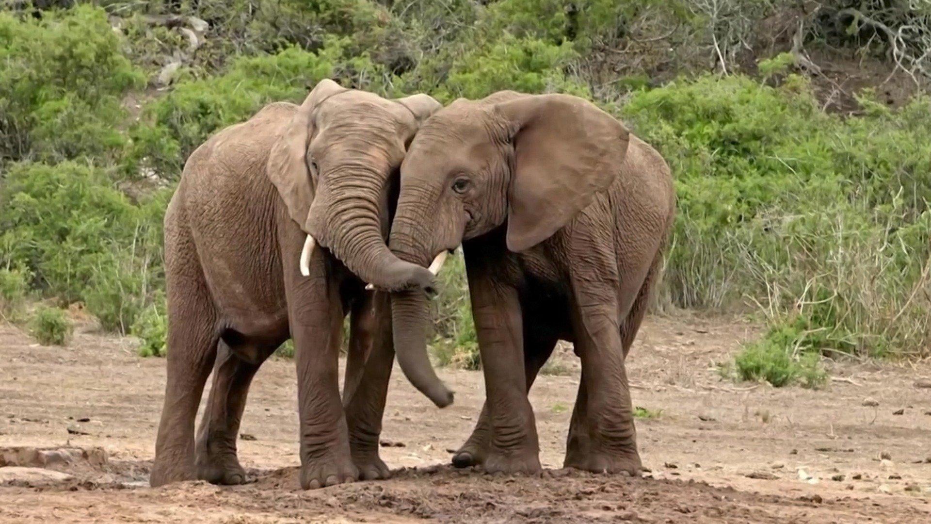 How Do Animals Do That? Elephant Noses and Ancient Animals