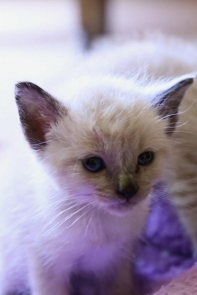 Kitten Love