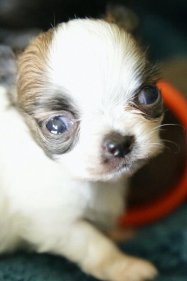 Puppy Love