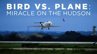 Bird vs. Plane: Miracle on the Hudson