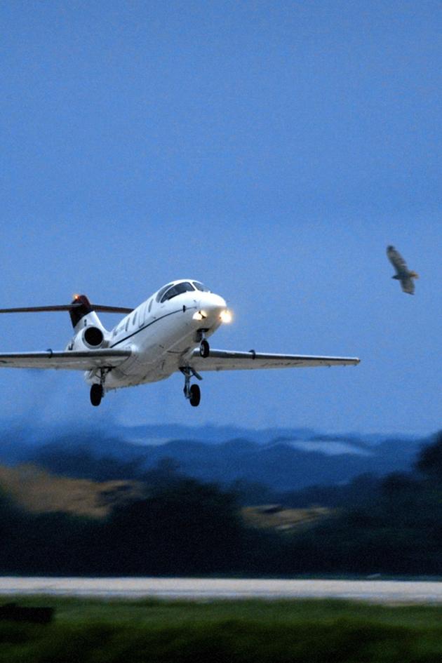 Bird vs. Plane: Miracle on the Hudson