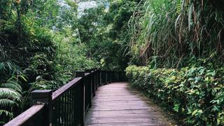 Jungle island