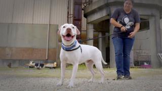 Pit Bulls and Parolees