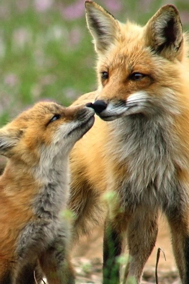 Incredible Animal Moments