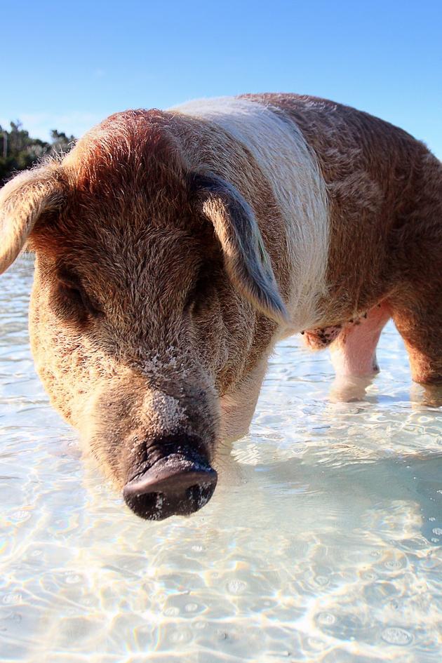 Amazing Pigs